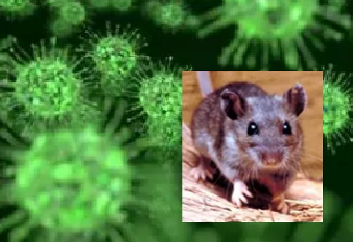 Hantavirus